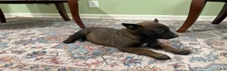 Belgian Malinois dogs for sale: Pittsburgh  - Ad 4