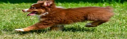 Miniature Australian Shepherd dogs for sale: Nolan - Ad 9