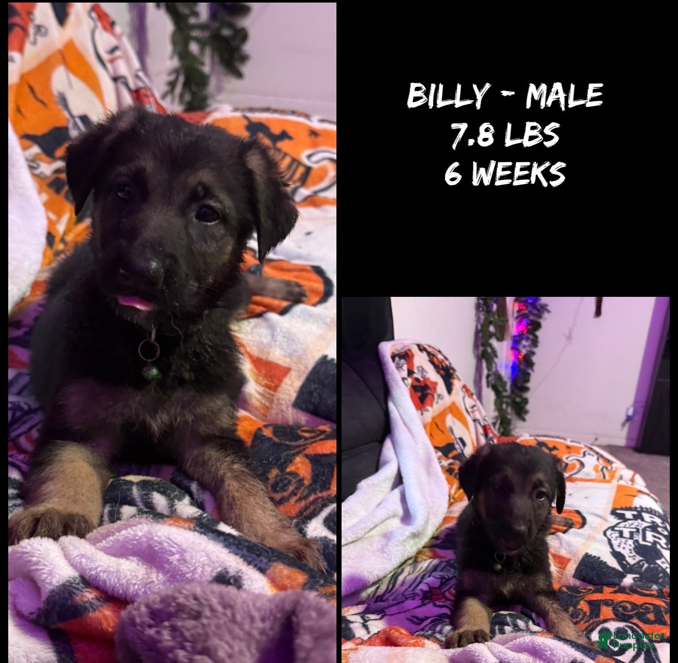 German Shepherd dogs Billy  - Ad 1