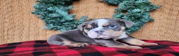 English Bulldog dogs for sale: Elliot - Ad 11