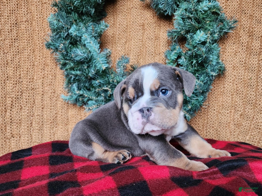 English Bulldog dogs for sale: Elliot - Ad 11