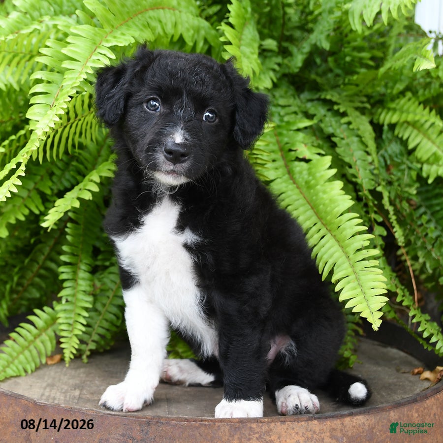 Mixed Breed dogs Jean - Ad 2