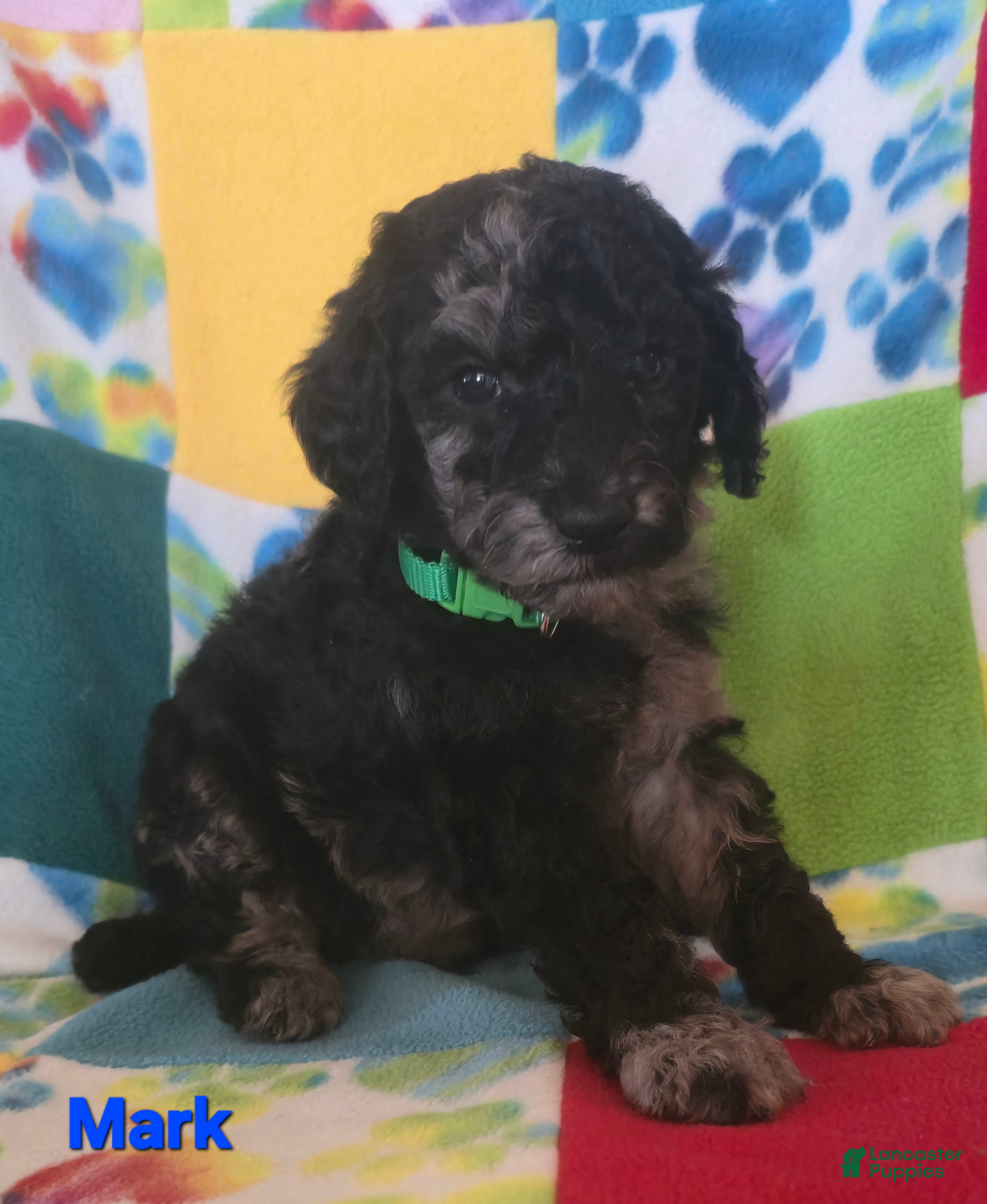 Standard Poodle dogs Mark - Ad 3