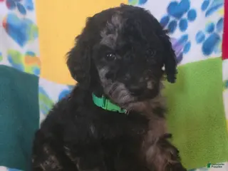 Standard Poodle dogs Mark - Ad 3
