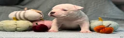 American Bully dogs for sale: Black/White Pied  - Ad 8