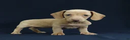 Miniature Dachshund dogs for sale: Opal - Ad 9