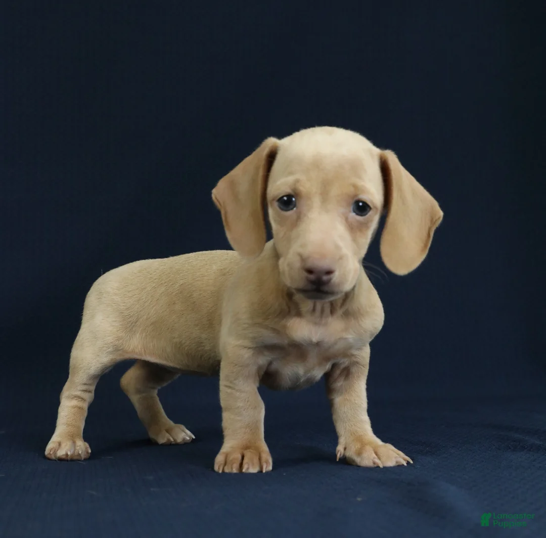 Miniature Dachshund dogs for sale: Opal - Ad 9