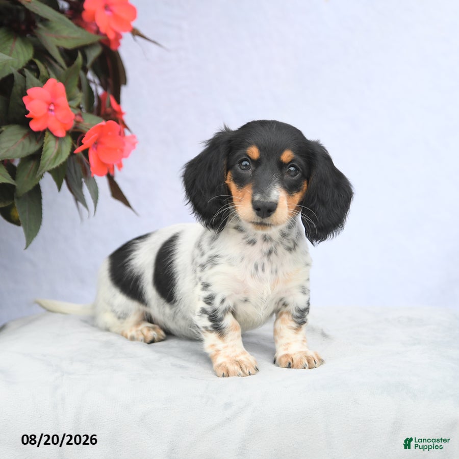 Miniature Dachshund dogs Holly - Ad 1