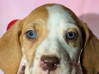 Great Dane dogs BENNY - FAWNEQUIN - Ad 41