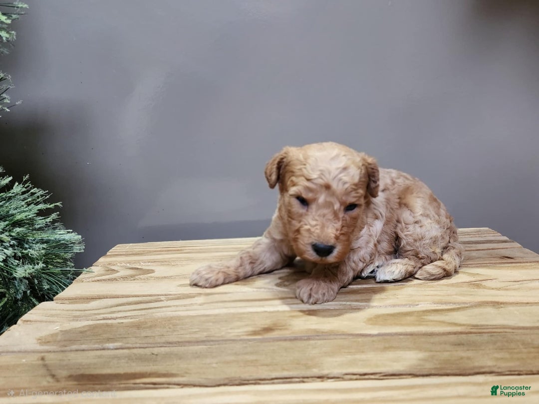 Mini Goldendoodle dogs for sale: Indy - Ad 12