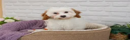 Cavapoo dogs for sale: Emerald  - Ad 2