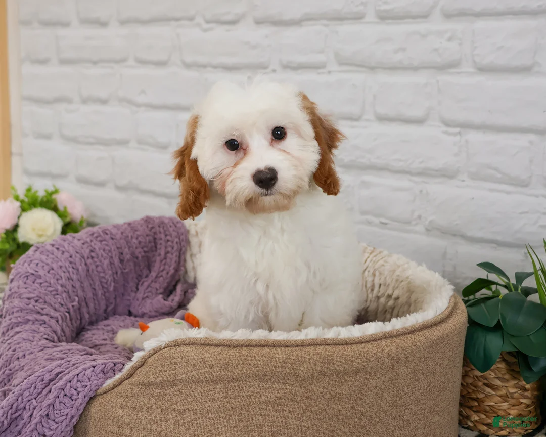 Cavapoo dogs for sale: Emerald  - Ad 2