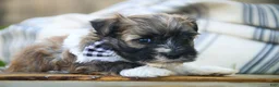 Havanese dogs for sale: Rookie Havanese  - Ad 16