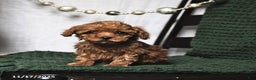 Toy Poodle dogs for sale: Fancy Teacup - Ad 1