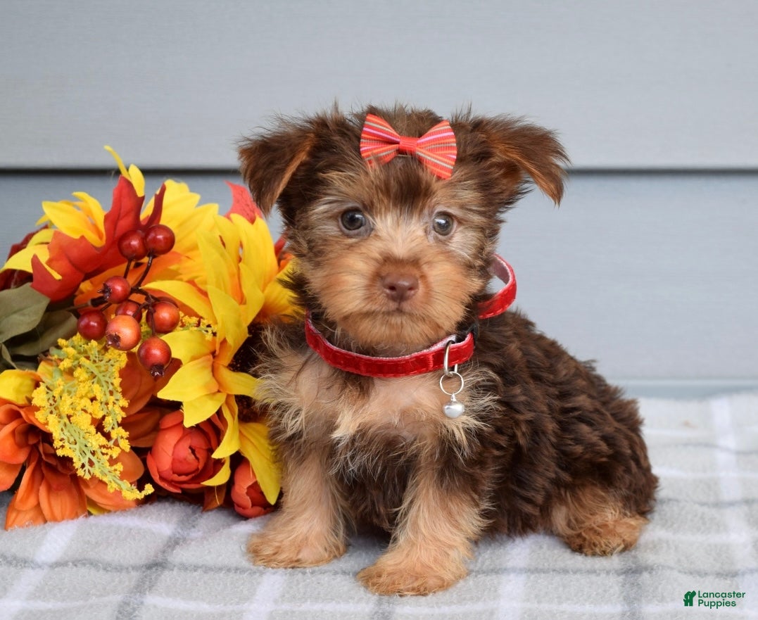 Yorkshire Terrier dogs Cassidy - Ad 1