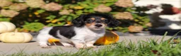 Dachshund dogs for sale: Lucy - Ad 3