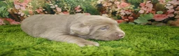 Labrador Retriever dogs for sale: Steele - Ad 7