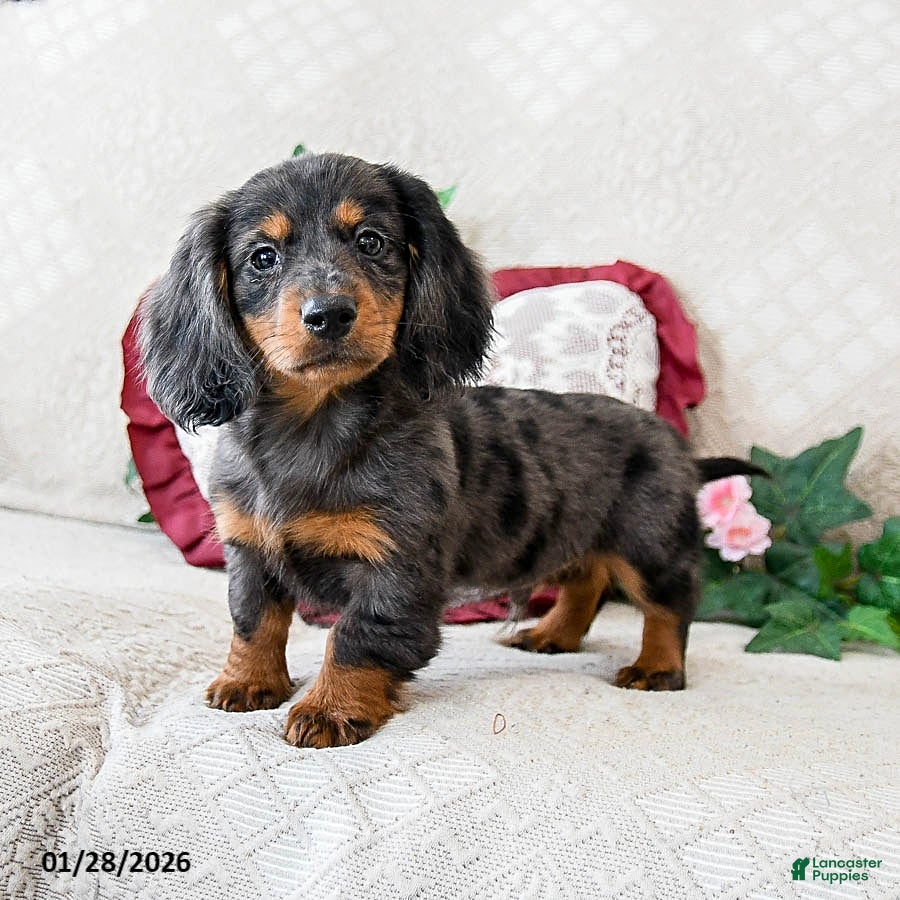 Miniature Dachshund dogs Kamden - Ad 19