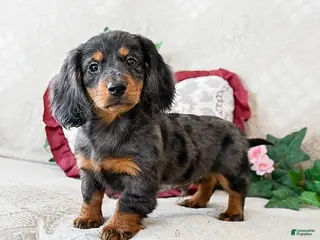 Miniature Dachshund dogs Kamden - Ad 19