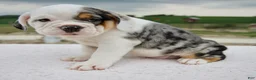 Beabull dogs for sale: Alice - Ad 4