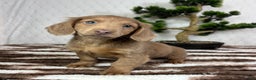 Miniature Dachshund dogs for sale: Dakota  - Ad 1