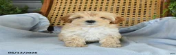 Maltipoo dogs for sale: Jackson - Ad 3