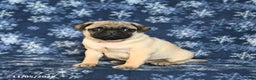 Pug dogs for sale: Cookie - Ad 7