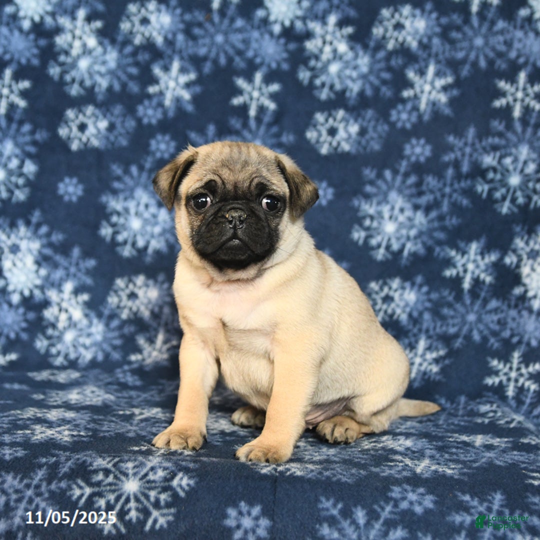 Pug dogs for sale: Cookie - Ad 7