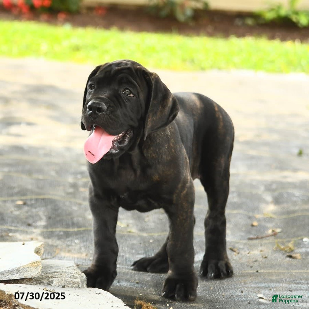 Cane Corso dogs for sale: Rockford - Ad 19