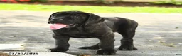 Cane Corso dogs for sale: Rockford - Ad 24