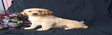 Butternut 