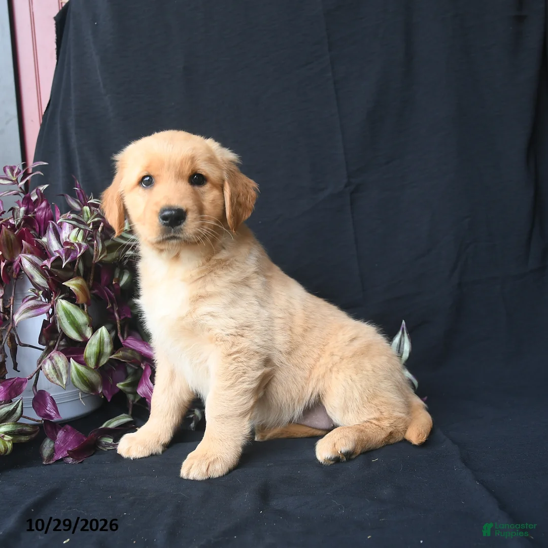 Golden Retriever dogs for sale: Butternut  - Ad 1
