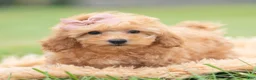 Maltipoo dogs for sale: Sunshine - Ad 9