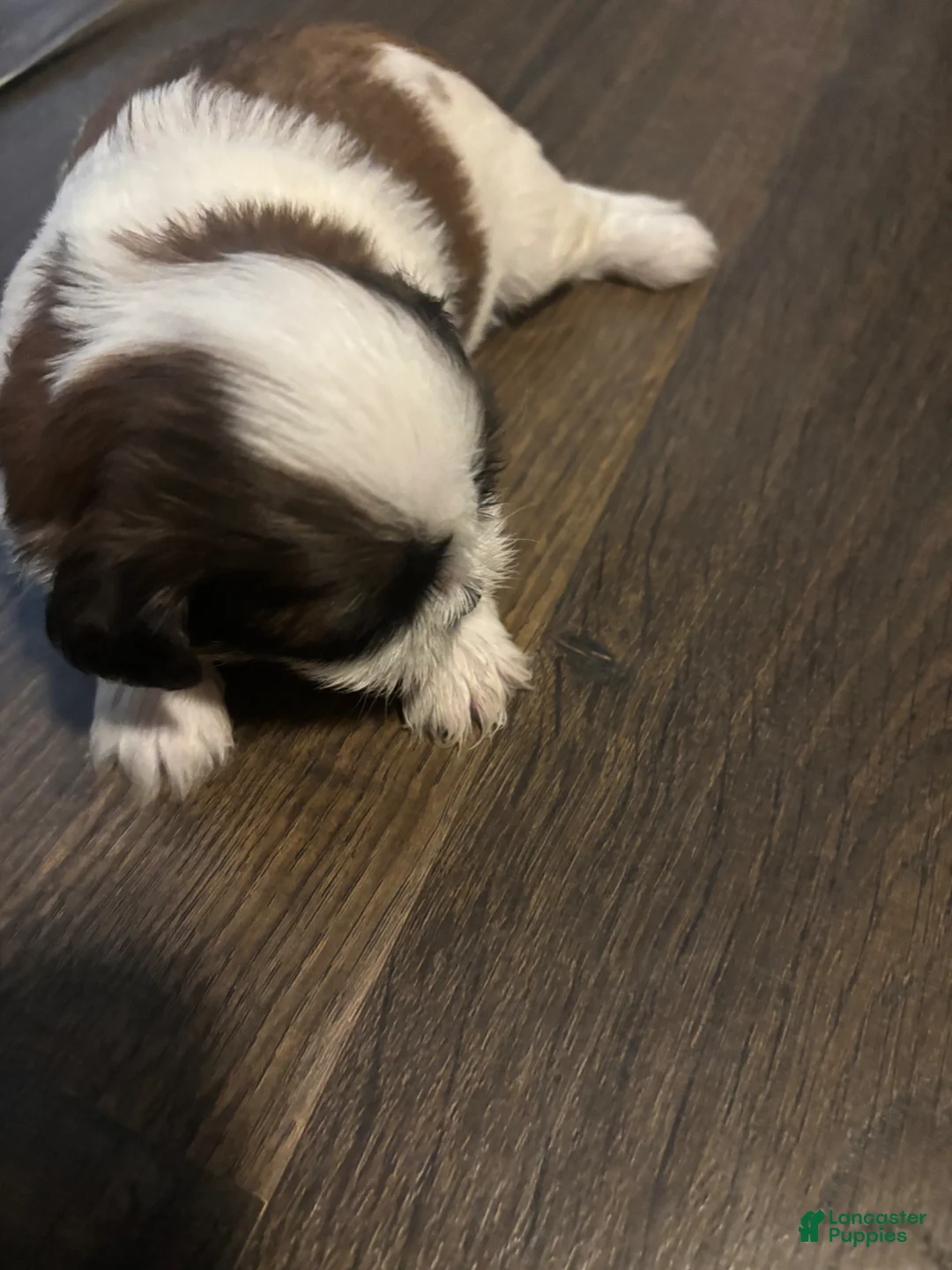Shih Tzu dogs for sale: Milo - Ad 2