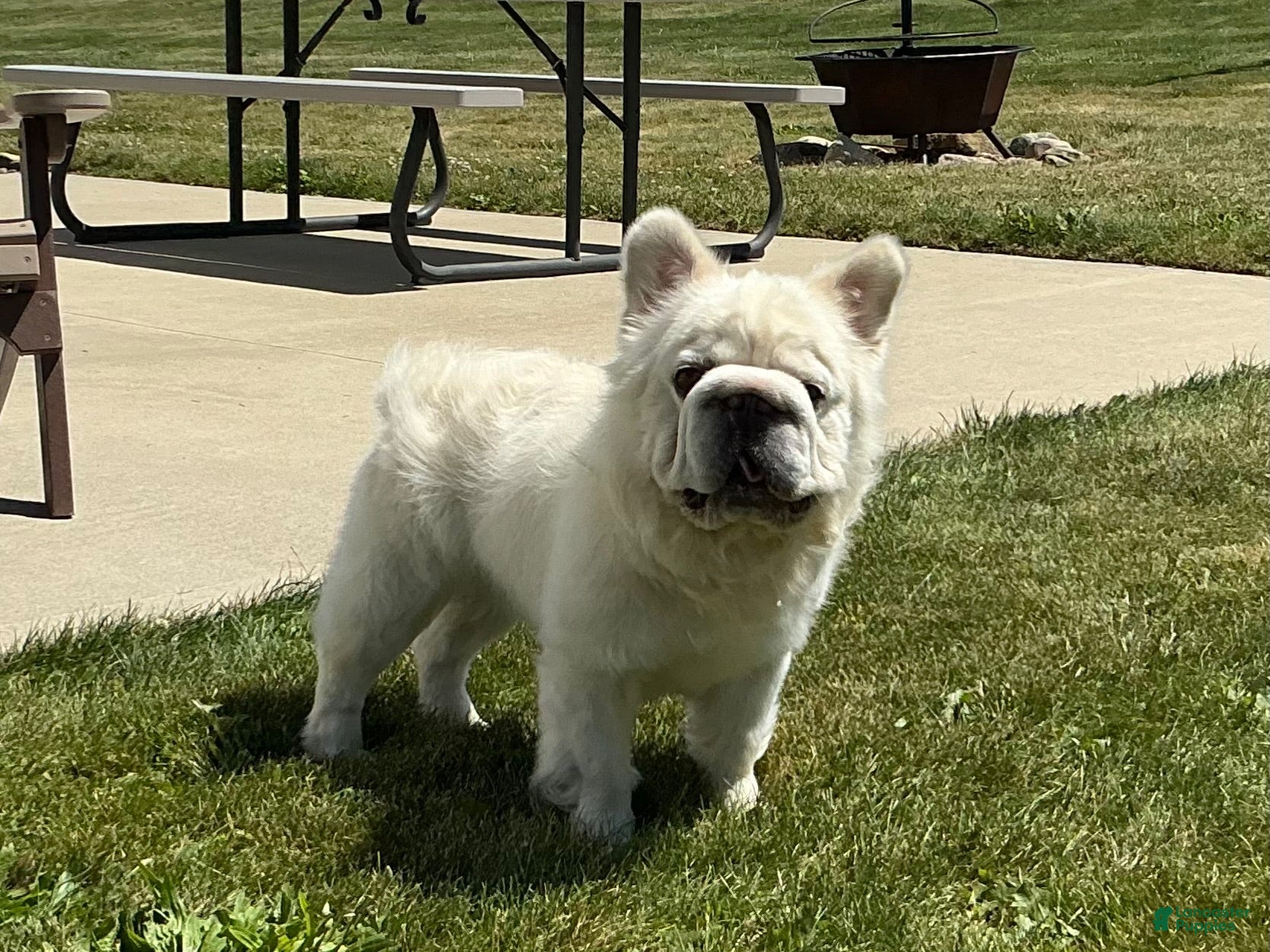 French Bulldog dogs Snow King Big Rope Fluffy - Ad 2