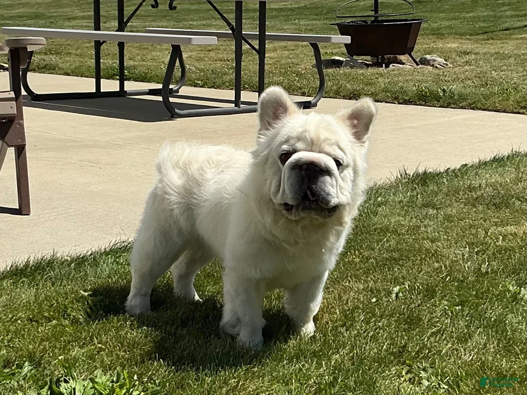 French Bulldog dogs for sale: Snow King Big Rope Fluffy - Ad 2