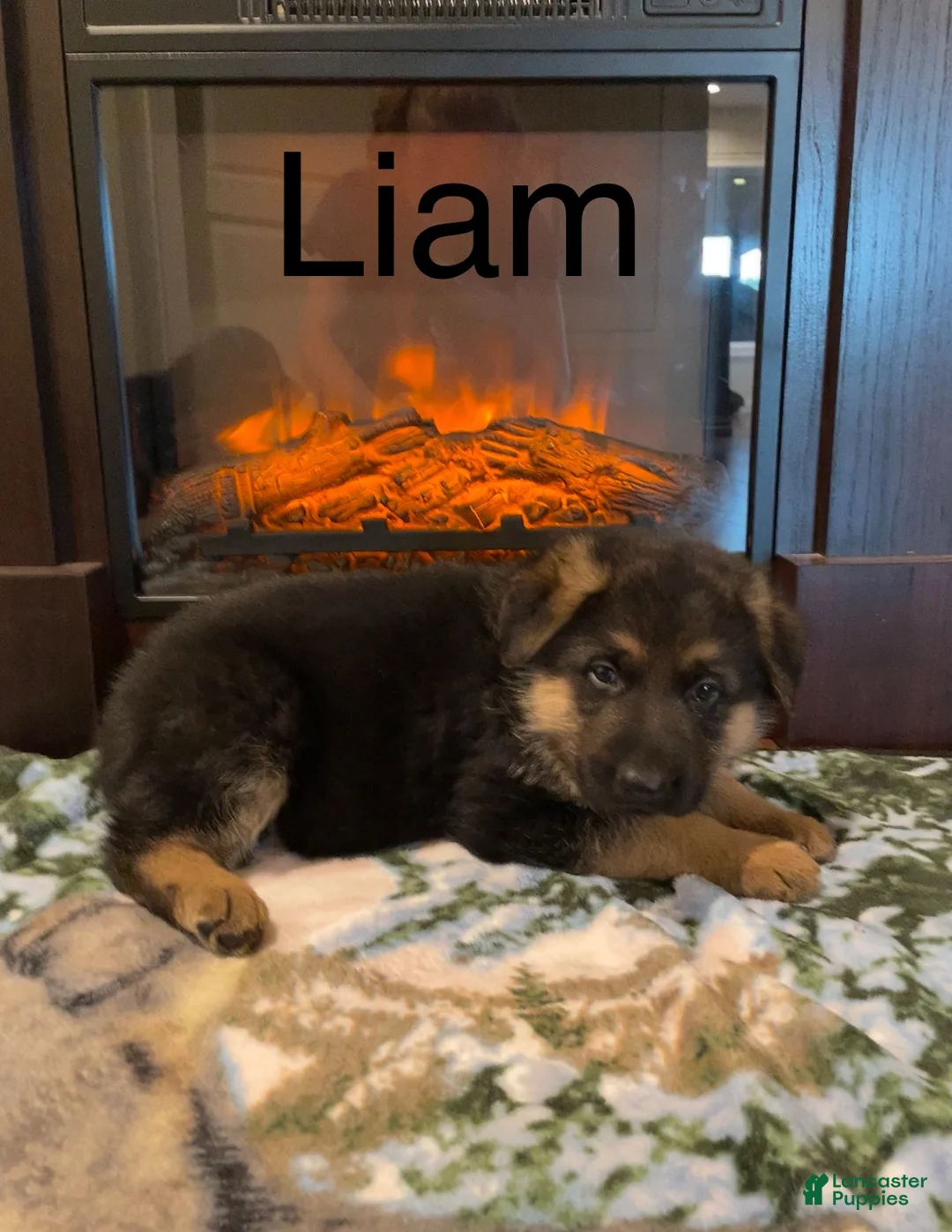German Shepherd dogs for sale: Liam - Ad 2
