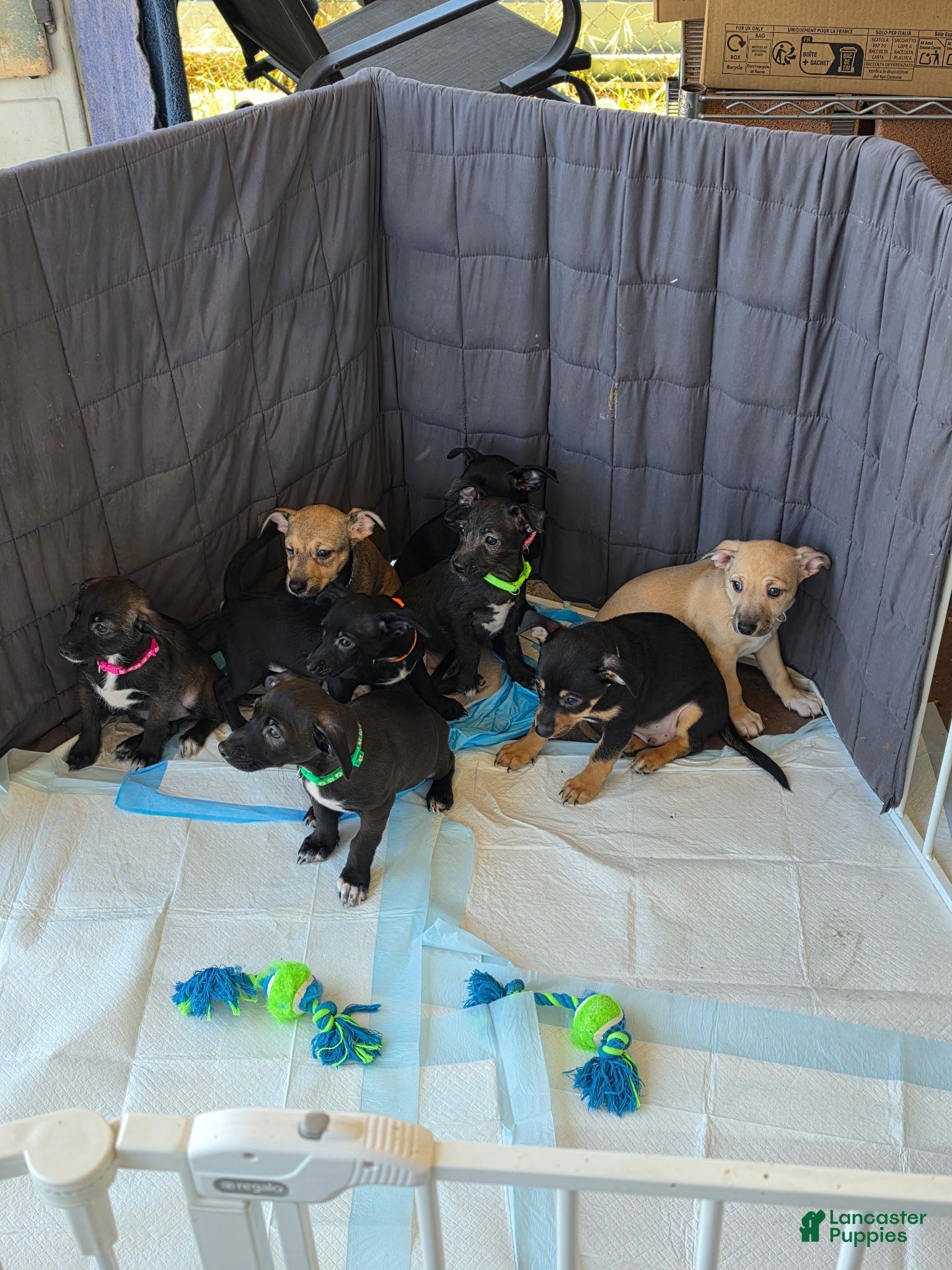 Chiweenie dogs Chiweenie Puppy 5 - Ad 2