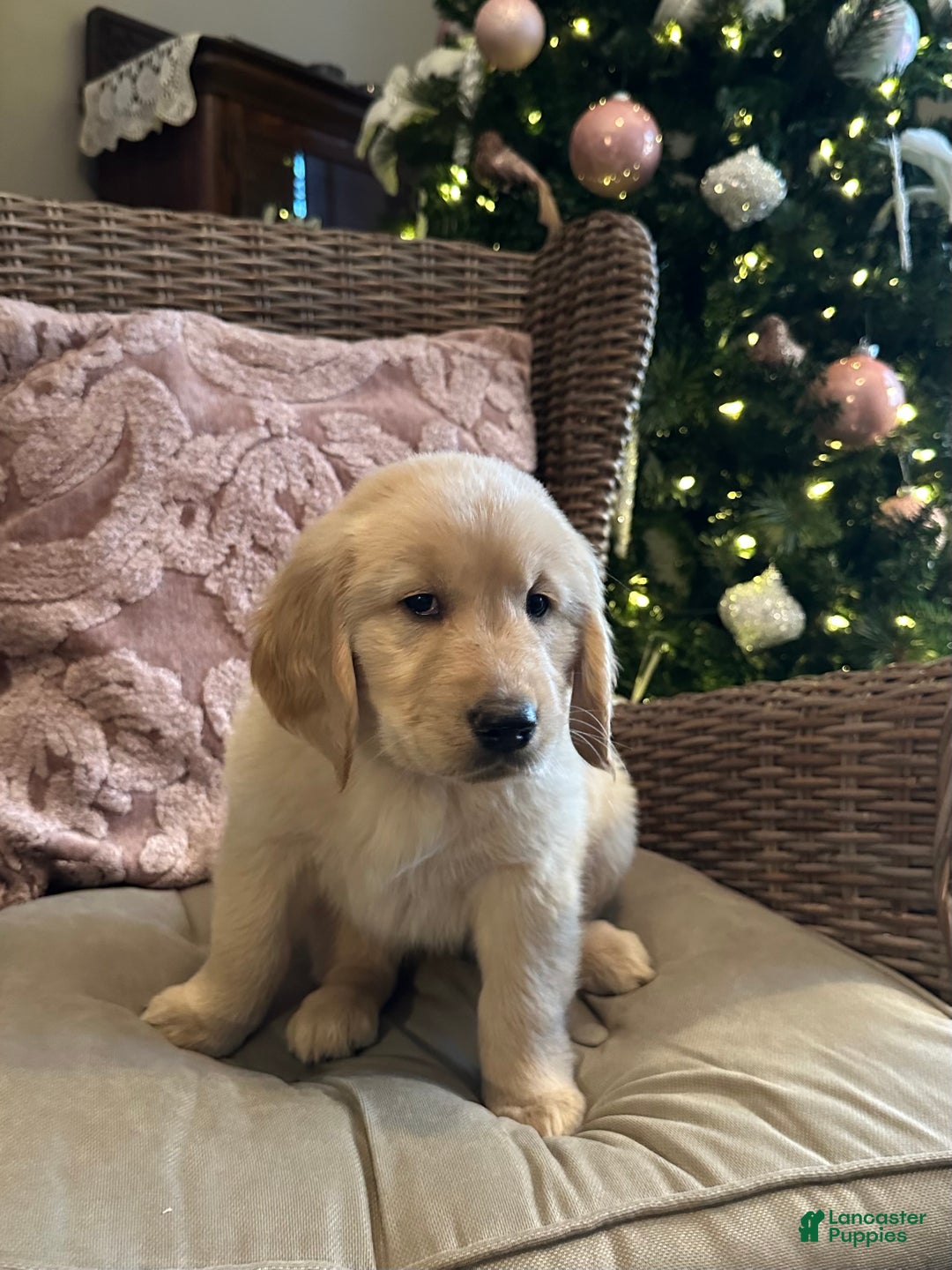 Golden Retriever dogs for sale: Golden Retriever Dark Pink Girl - Ad 13