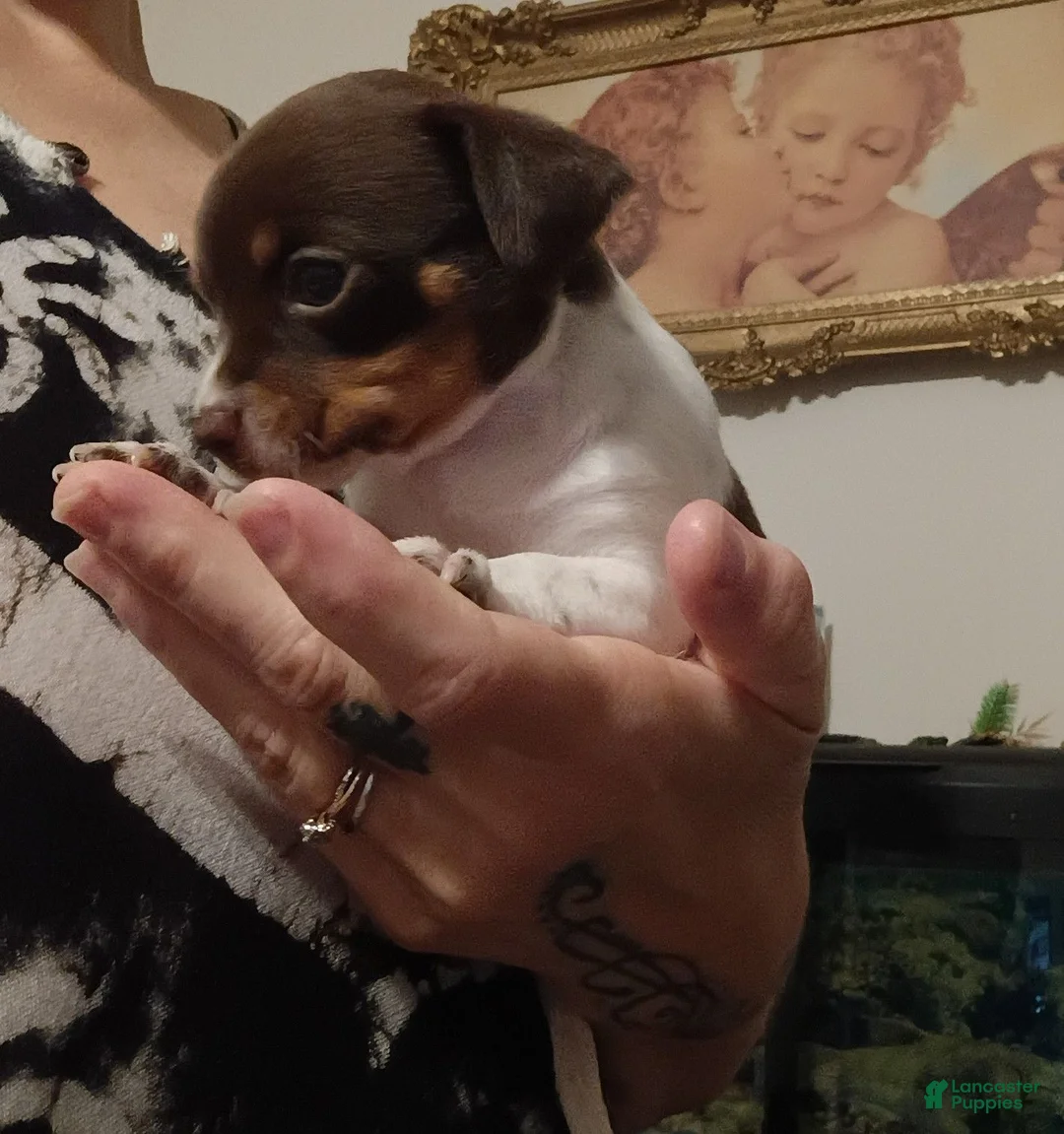 Chihuahua dogs for sale: Princess - Ad 1