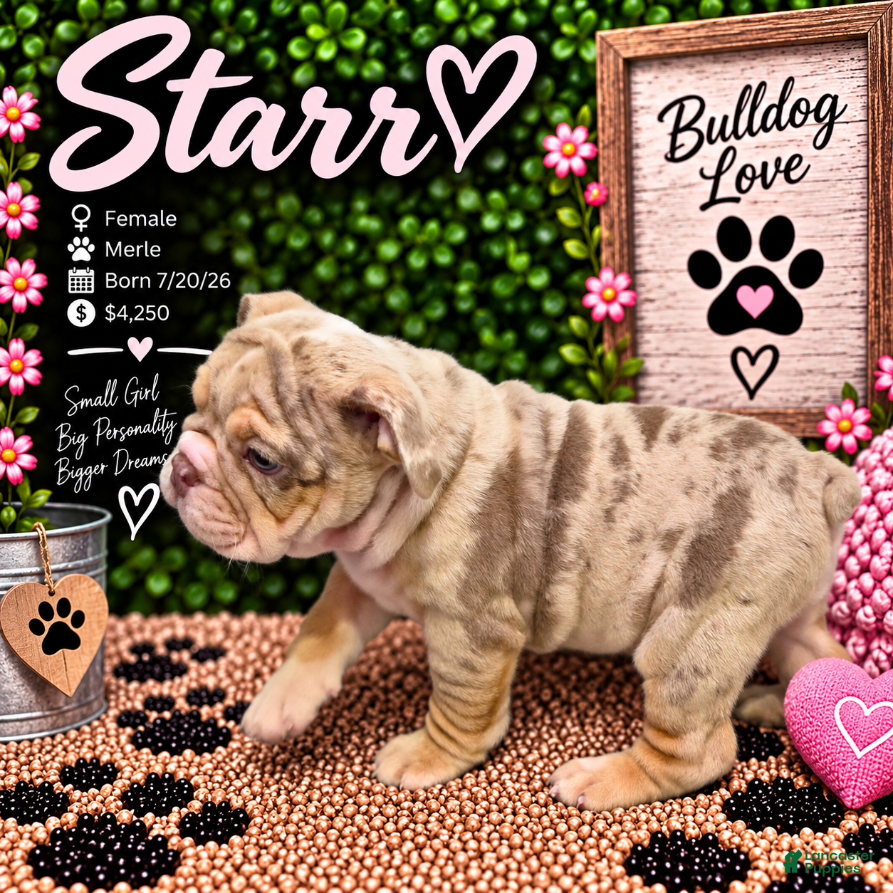 English Bulldog dogs Starr - Ad 1