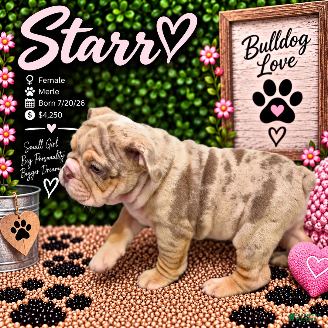 English Bulldog dogs for sale: Starr - Ad 1