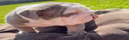 English Bulldog dogs for sale: Ghost ( Blue Eyes) - Ad 7