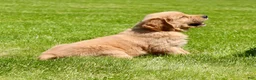 Golden Retriever dogs for sale: Ollie - Ad 6