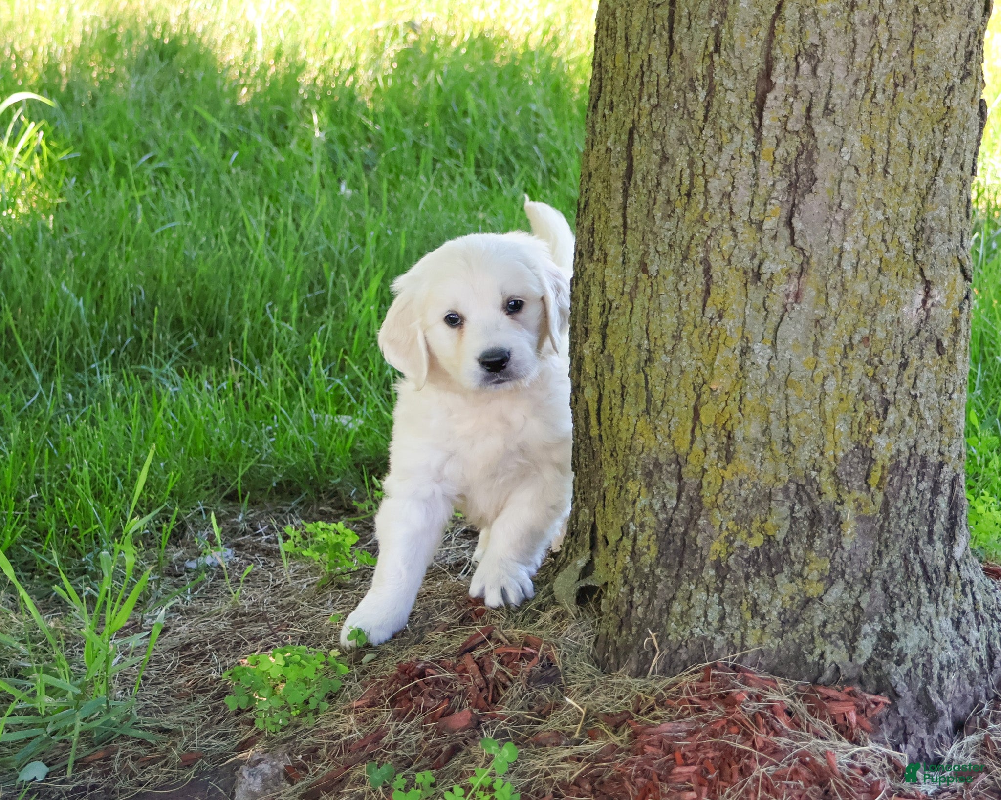 Golden Retriever dogs Oak - Ad 6
