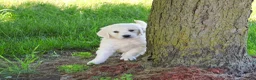 Golden Retriever dogs for sale: Oak - Ad 1