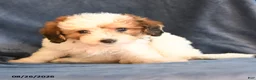 Bichpoo dogs for sale: Sheldon - Ad 5