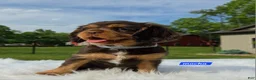 Cavalier King Charles Spaniel dogs for sale: Mocha - Ad 1