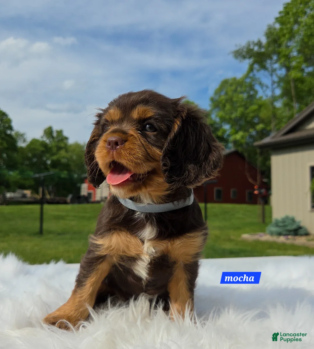 Cavalier King Charles Spaniel dogs for sale: Mocha - Ad 1