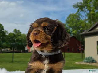 Cavalier King Charles Spaniel dogs for sale: Mocha - Ad 3